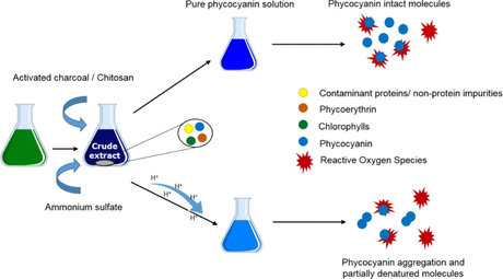 Phycocyanin extraction.png
